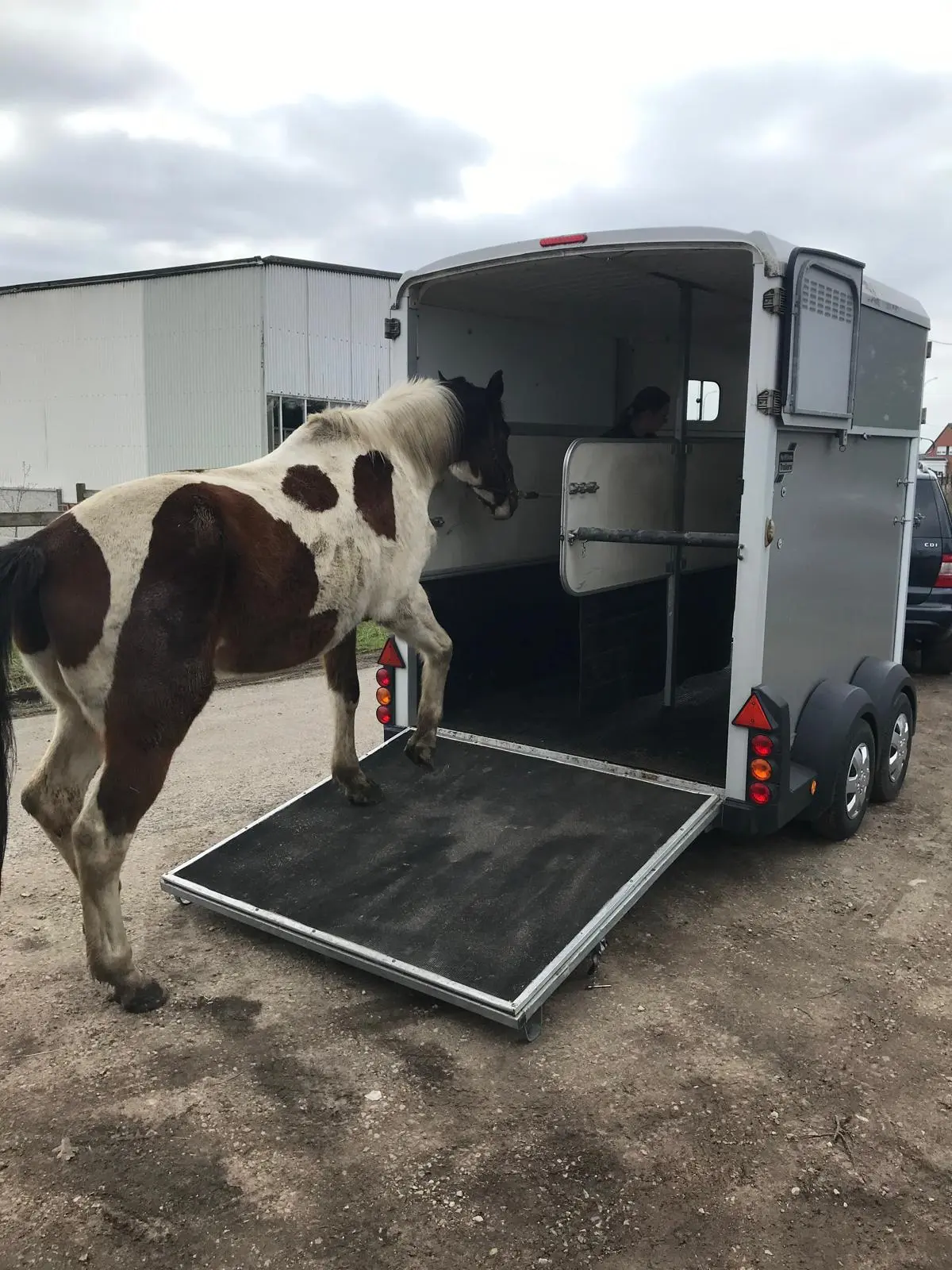 Ethische training en ontspannen paarden